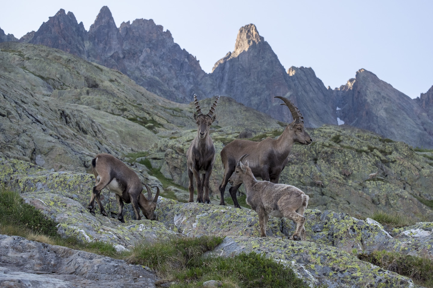 France, Haute-Savoie, Massif des Aiguilles Rouges, Chamonix-Mont-Blanc, Animal, Bouquetin, Bouquetin des Alpes