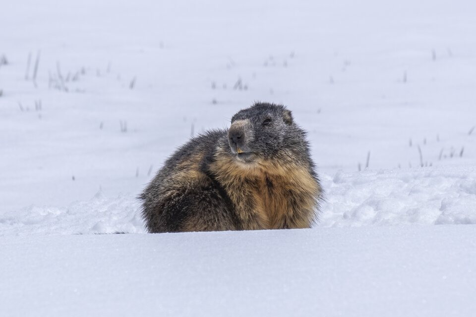 Une marmotte se prélasse sur le manteau blanc de la vallée