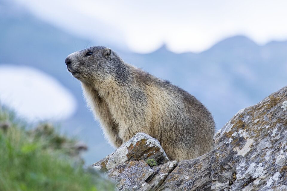 Marmotte sur son rocher